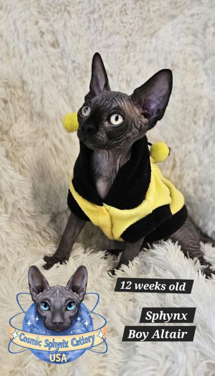 Sphynx Black Boy Altair  TICA Rights photo 2