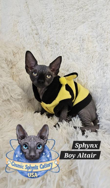 Sphynx Black Boy Altair  TICA Rights photo 8