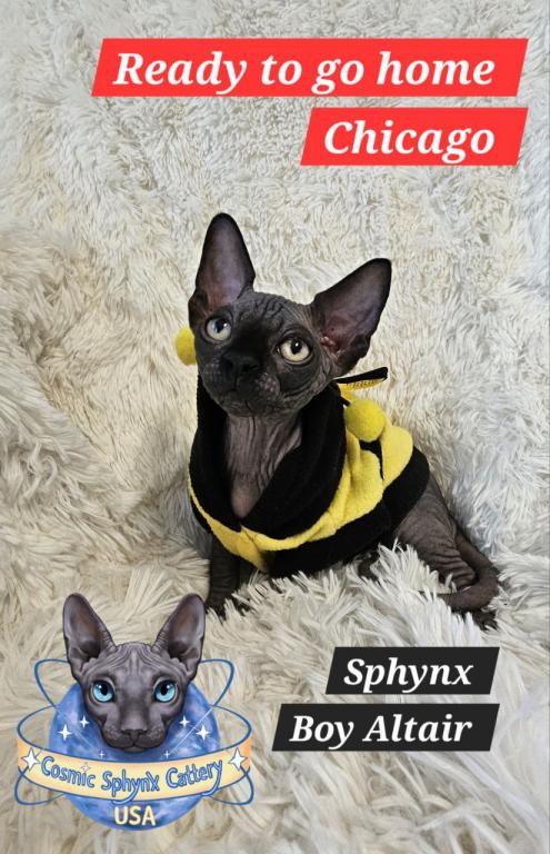Sphynx Black Boy Altair  TICA Rights photo 1