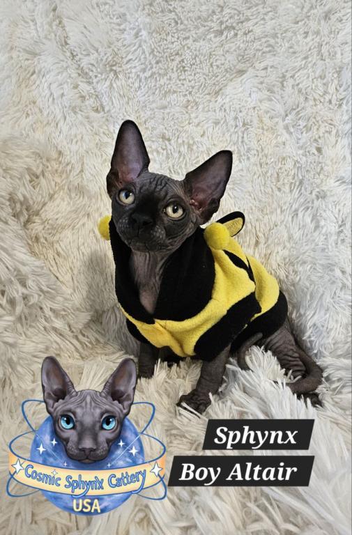Sphynx Black Boy Altair  TICA Rights photo 6