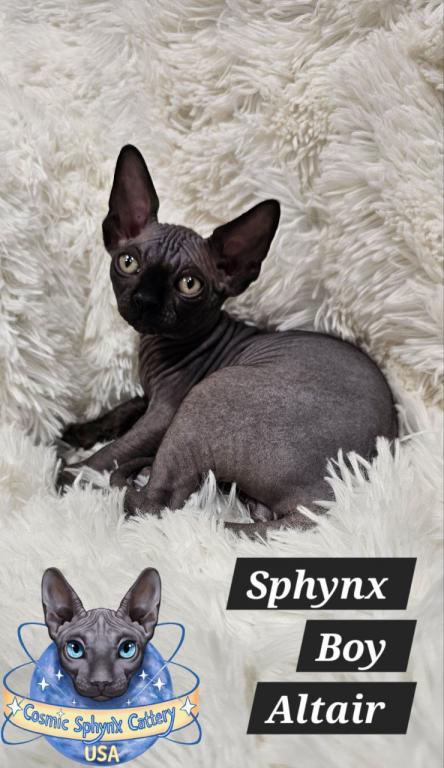 Sphynx Black Boy Altair  TICA Rights photo 3