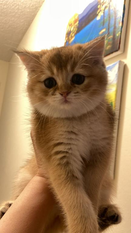Hazel
