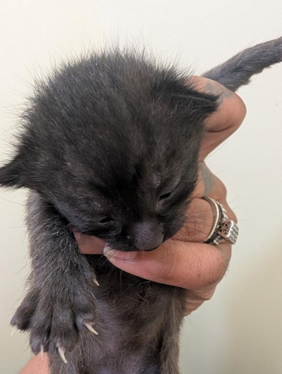 4th Of July Kittens Looking For Forever Home photo 5