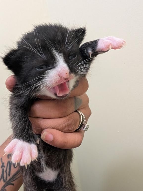 4th Of July Kittens Looking For Forever Home photo 4