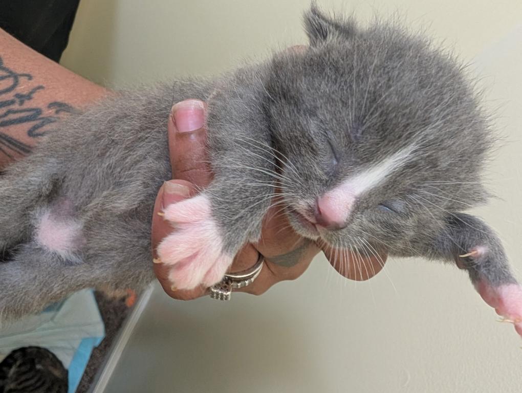 4th Of July Kittens Looking For Forever Home photo 2