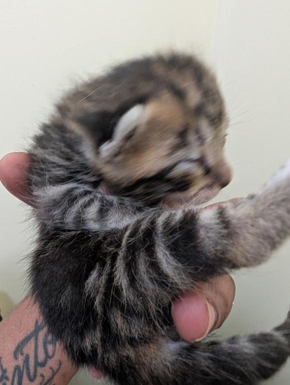 4th Of July Kittens Looking For Forever Home photo 6