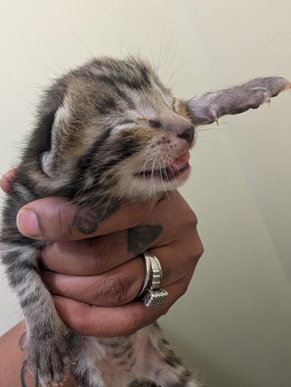 4th Of July Kittens Looking For Forever Home photo 3