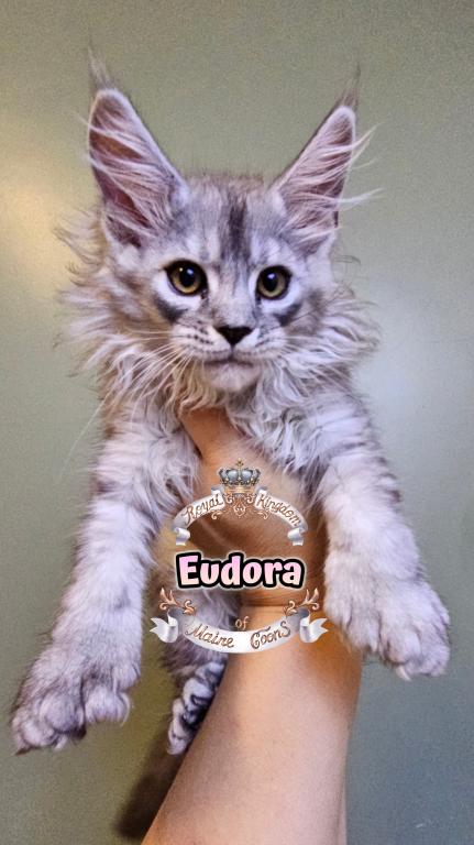 Eudora photo 5