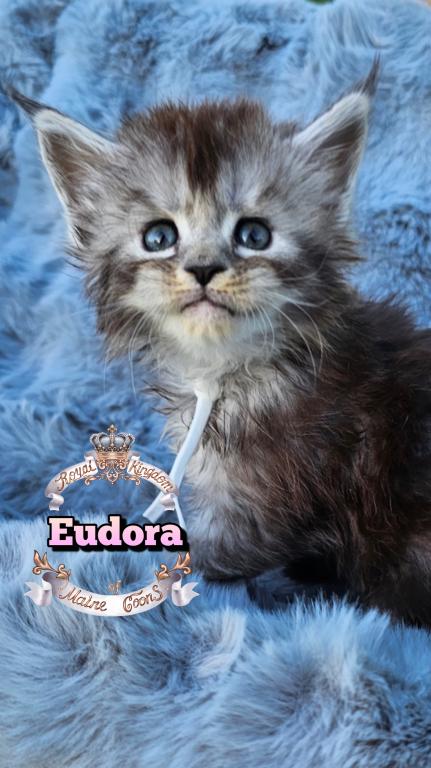 Eudora photo 17