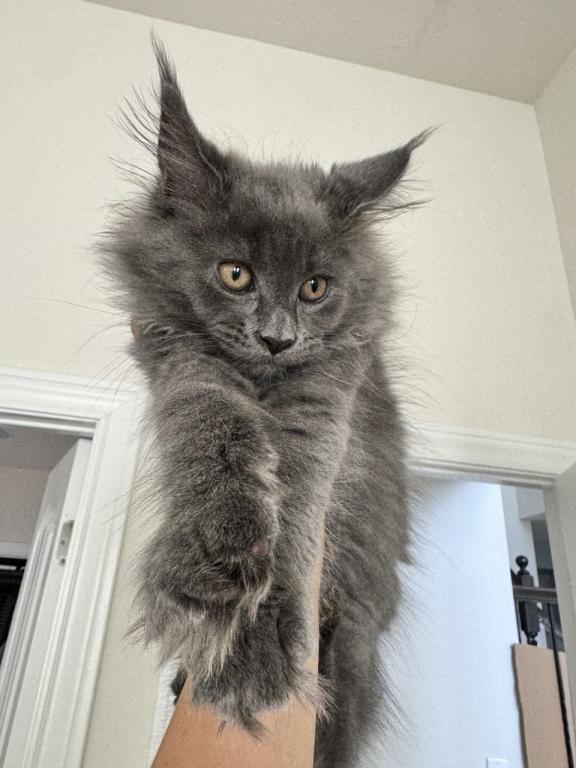 Lipa The Big Paw Club