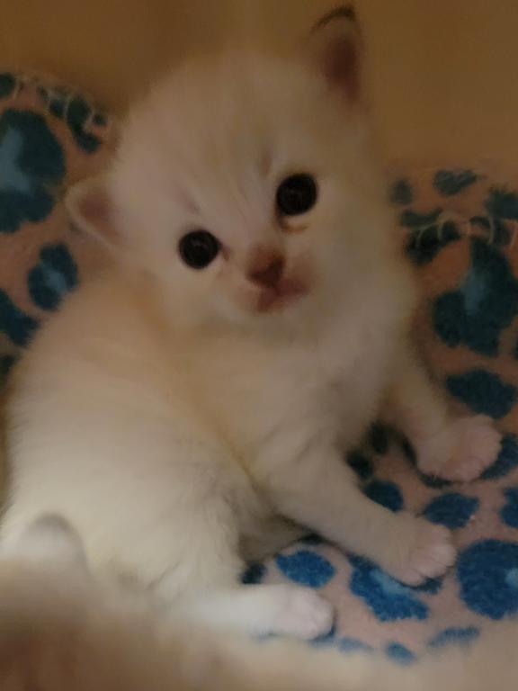 Mink Kittens photo 1