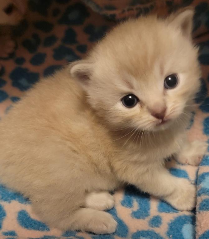 Mink Kittens photo 5