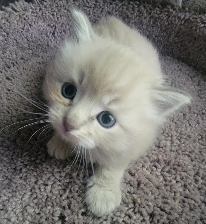 Mink Kittens photo 2