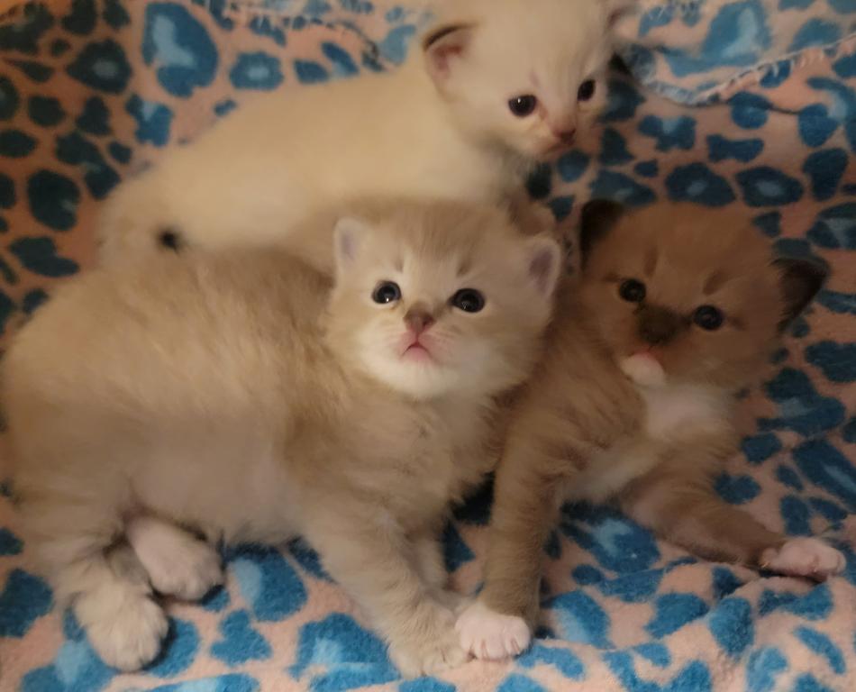 Mink Kittens photo 4