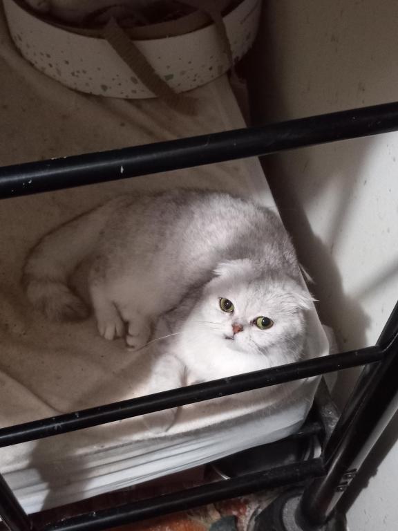 Little Grumpy photo 3