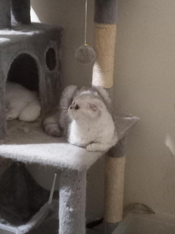 Little Grumpy photo 2