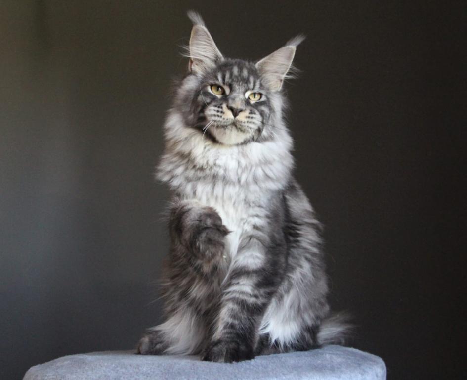 Balu photo 1