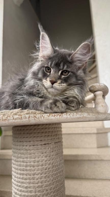 Blue Silver Classic Tabby Maine Coon Boy photo 1
