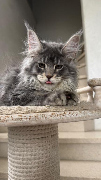 Blue Silver Classic Tabby Maine Coon Boy photo 2