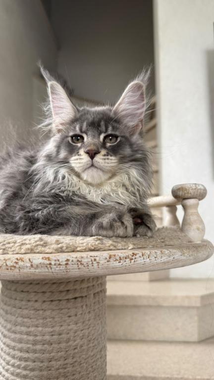 Blue Silver Classic Tabby Maine Coon Boy photo 3