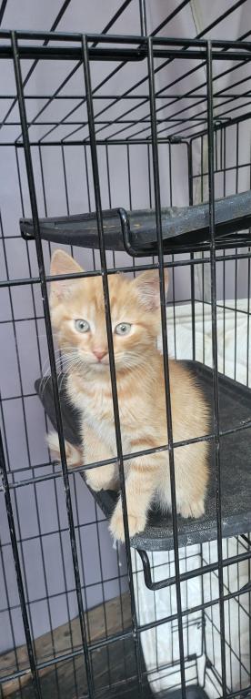 Kitty 5 photo 3