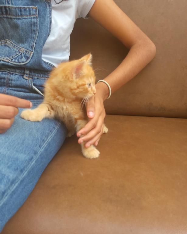 Kitty 5 photo 1