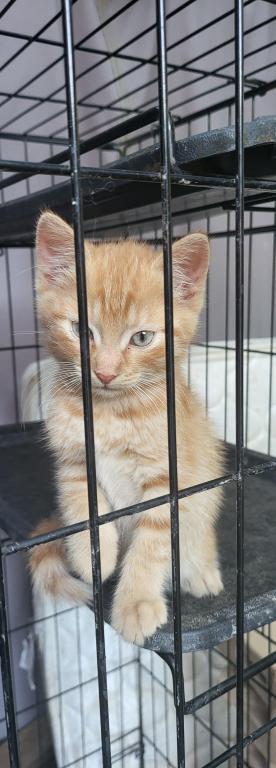 Kitty 5 photo 4