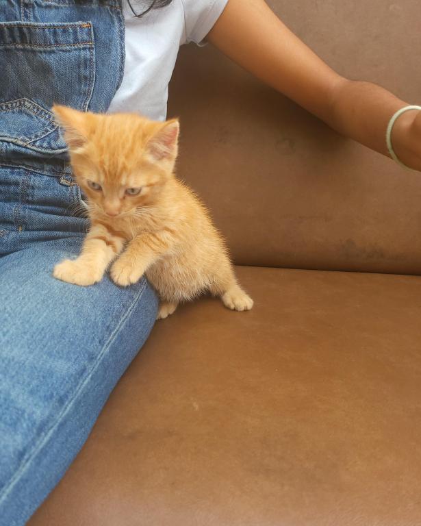Kitty 5 photo 7