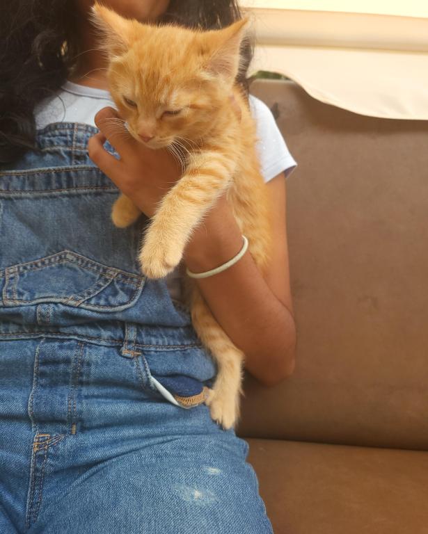 Kitty 5 photo 5