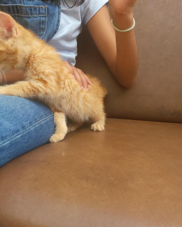 Kitty 5 photo 6