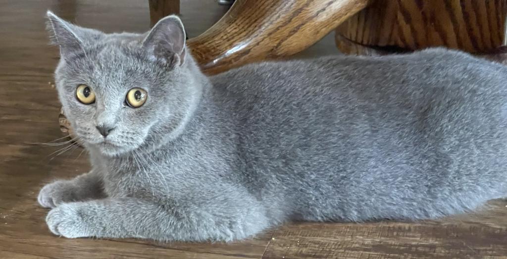 Blue British Shorthair Kitten photo 2