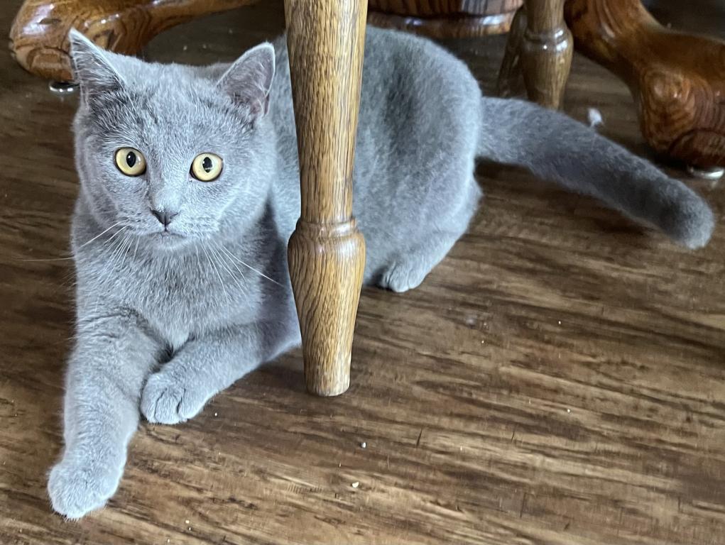 Blue British Shorthair Kitten photo 4
