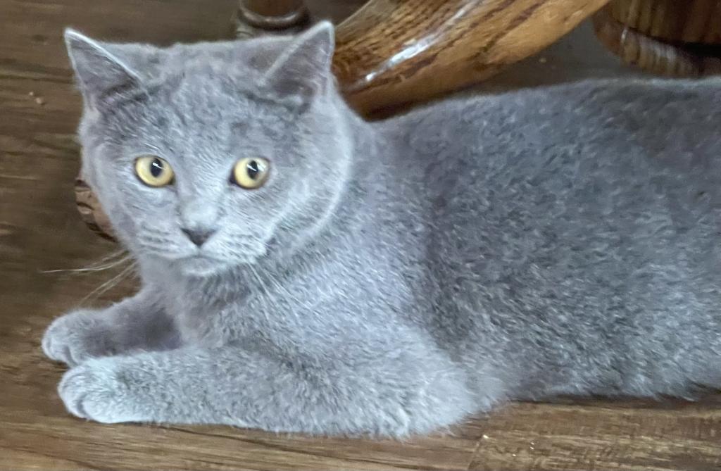 Blue British Shorthair Kitten photo 1