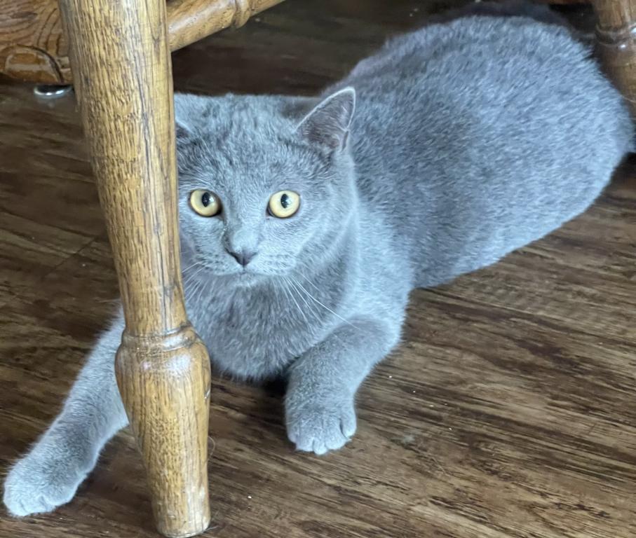 Blue British Shorthair Kitten photo 3