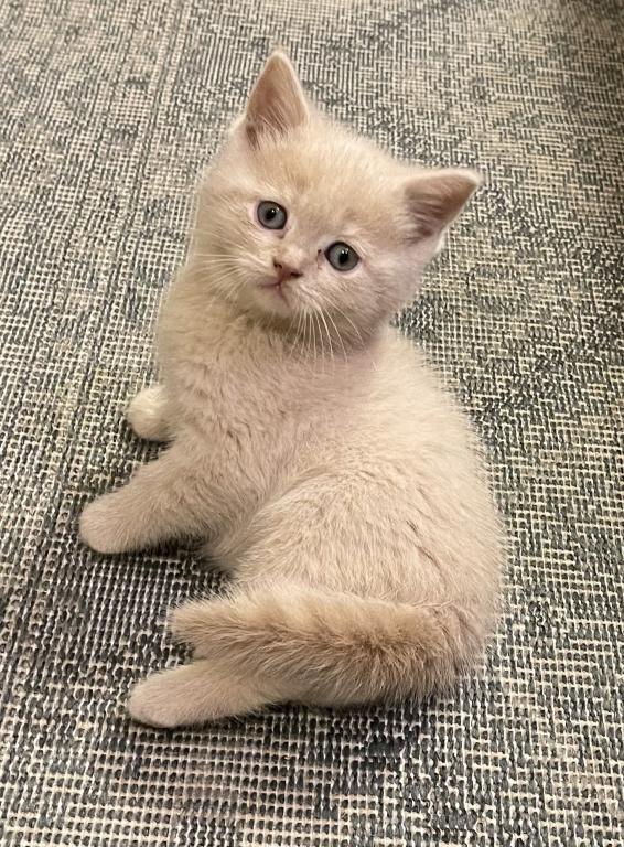 Jake Scottish Straight Kitten photo 4