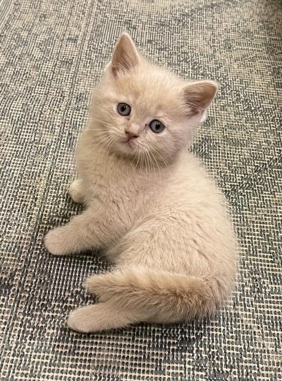 Jake Scottish Straight Kitten photo 1