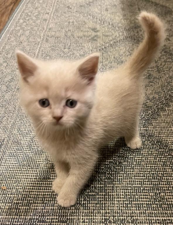 Jake Scottish Straight Kitten photo 3
