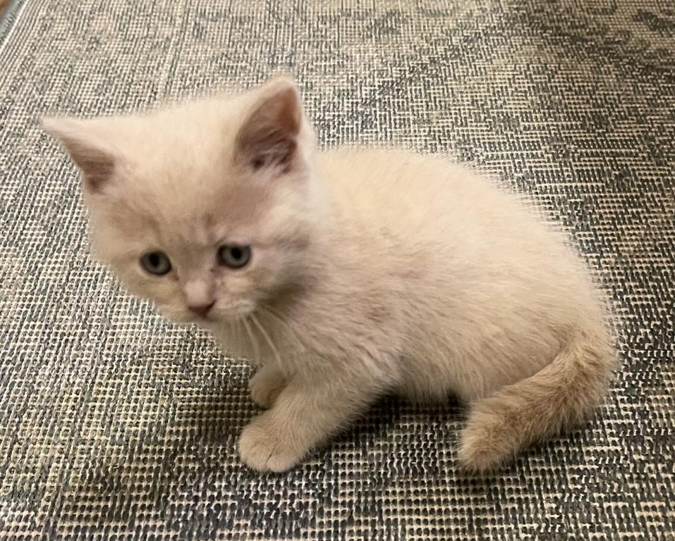 Jake Scottish Straight Kitten photo 2