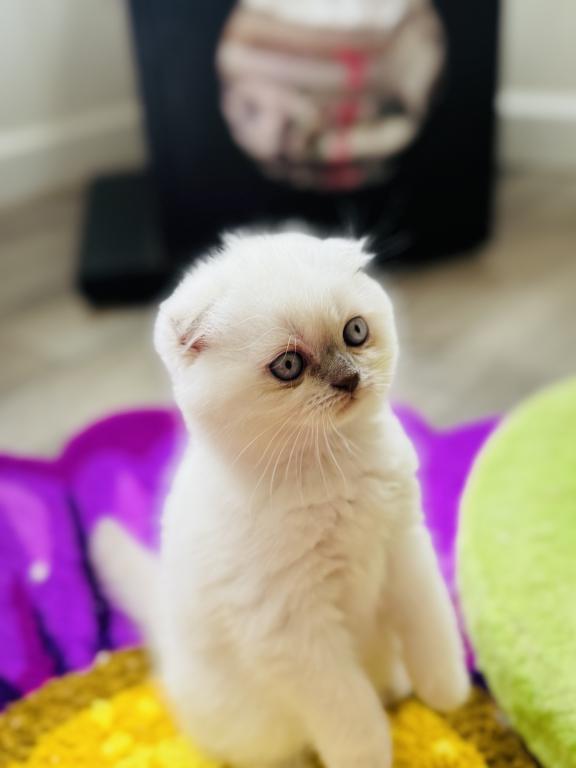 Vanilla photo 52