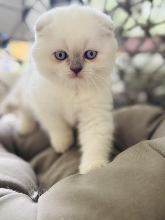 Vanilla photo 41