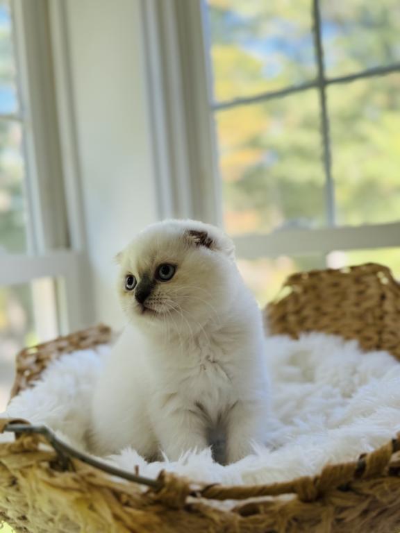 Vanilla photo 13