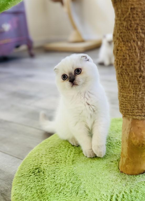 Vanilla photo 23