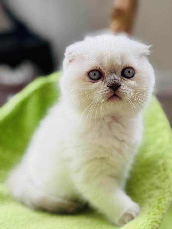 Vanilla photo 42
