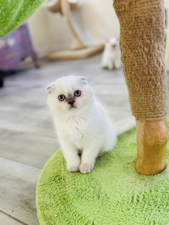 Vanilla photo 26