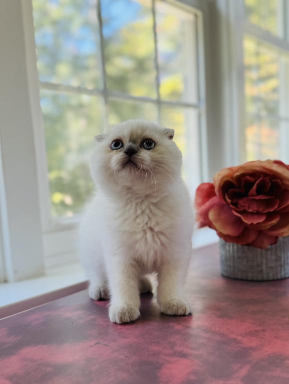 Vanilla photo 22