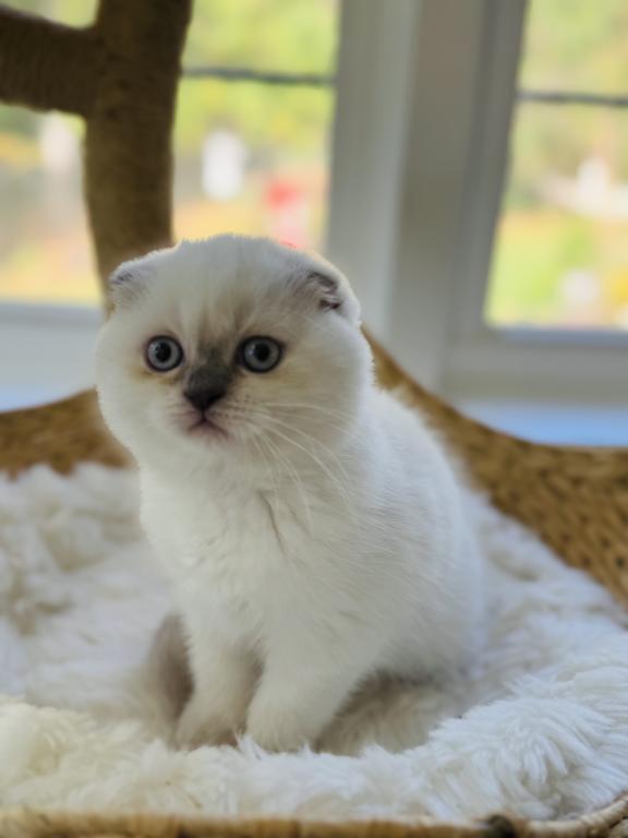 Vanilla photo 18