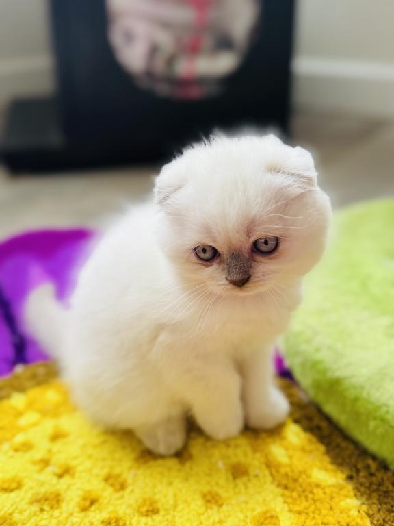 Vanilla photo 50