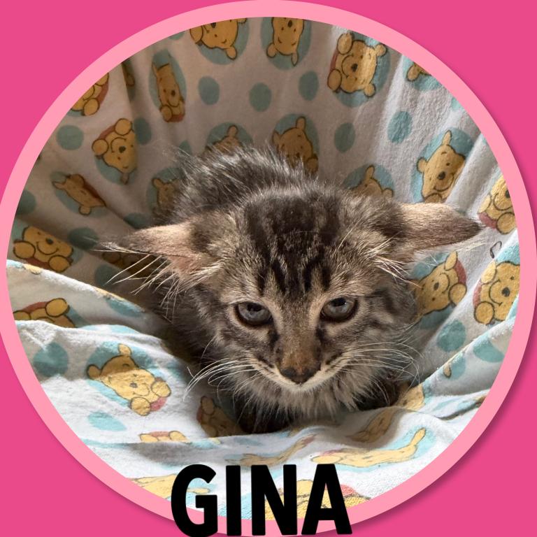 Bengal Munchkin GENETTA photo 7
