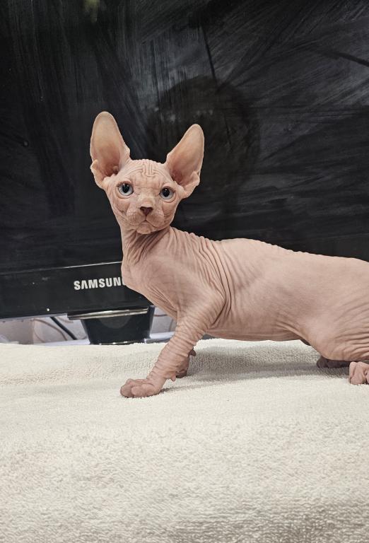 Sphynx Girl Astra TICA Breeding Rights photo 6