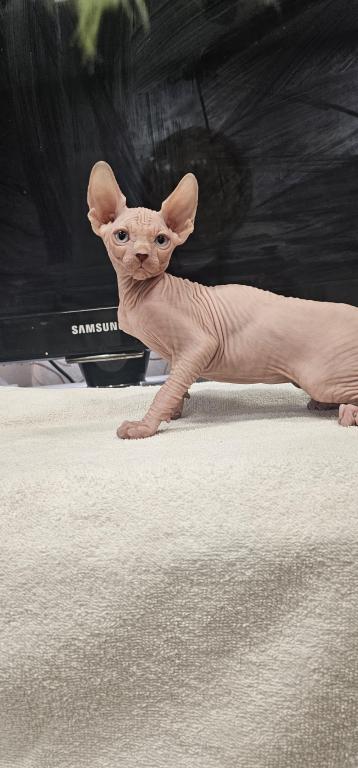 Sphynx Girl Astra TICA Breeding Rights photo 2